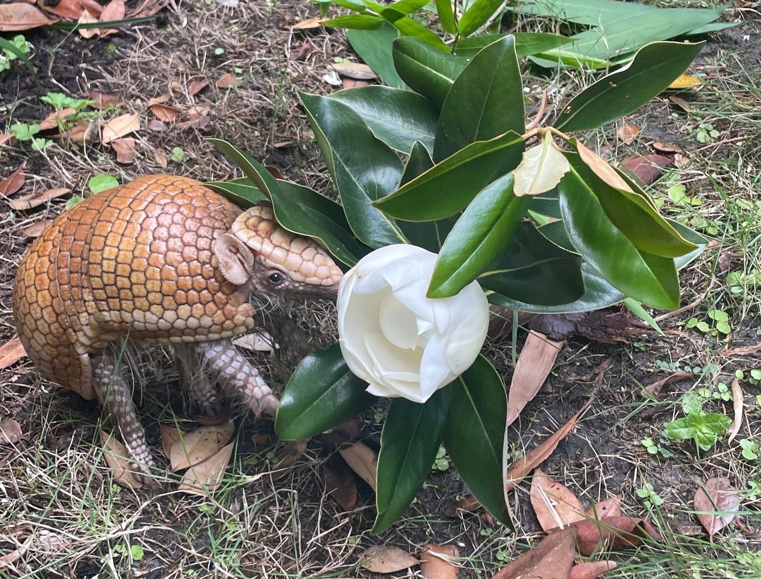 An armadillo is standing next to a white flower