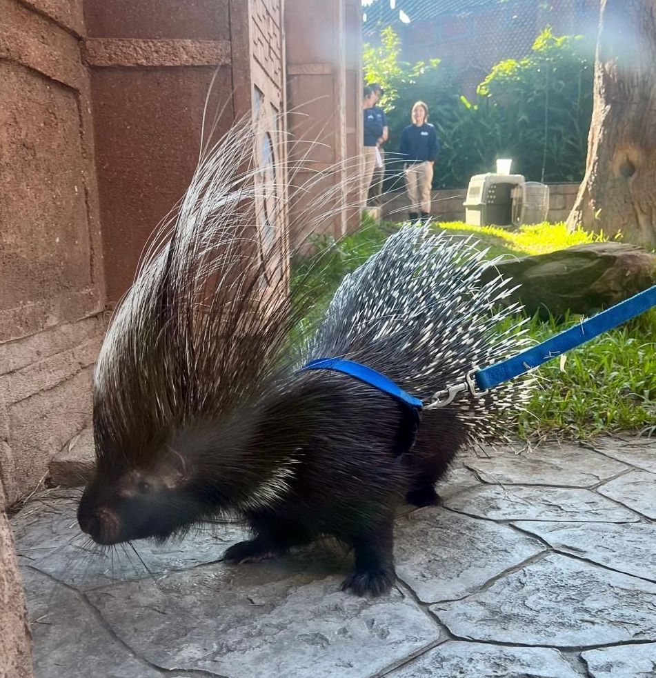 A porcupine wearing a blue leash is walking on a sidewalk