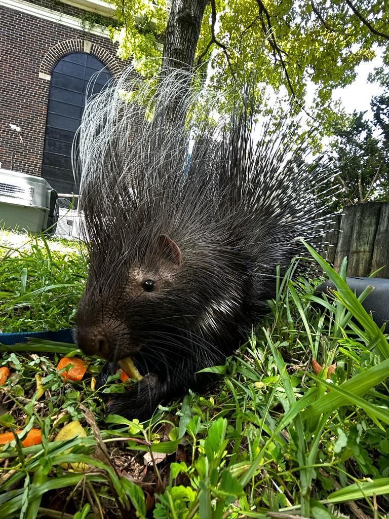A porcupine is eating carrots in the grass