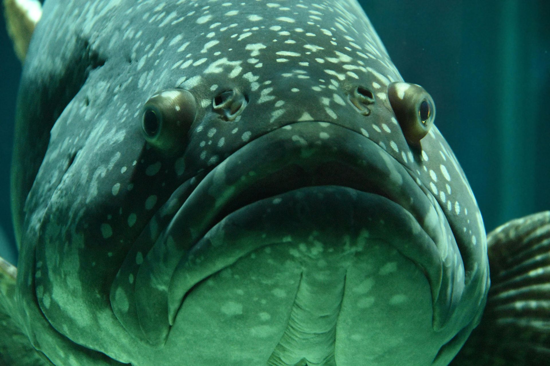 A close up of a fish with a sad look on its face