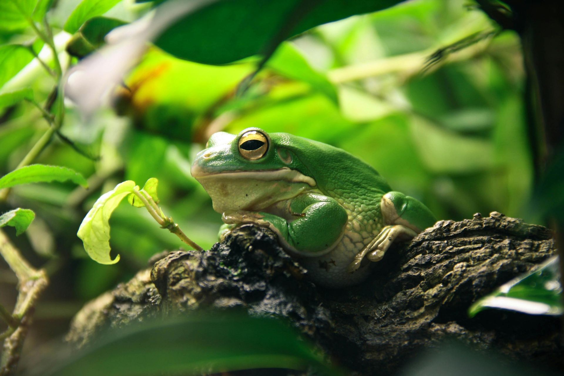 A green frog is sitting on a tree branch
