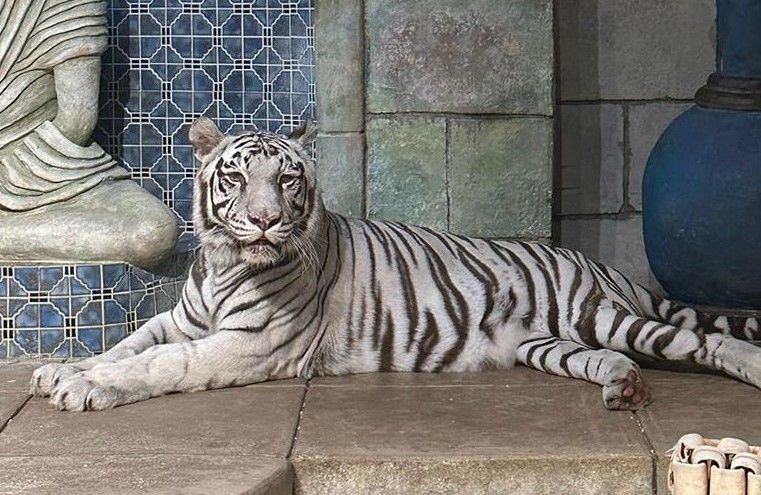 A white tiger is laying on the ground in front of a statue.