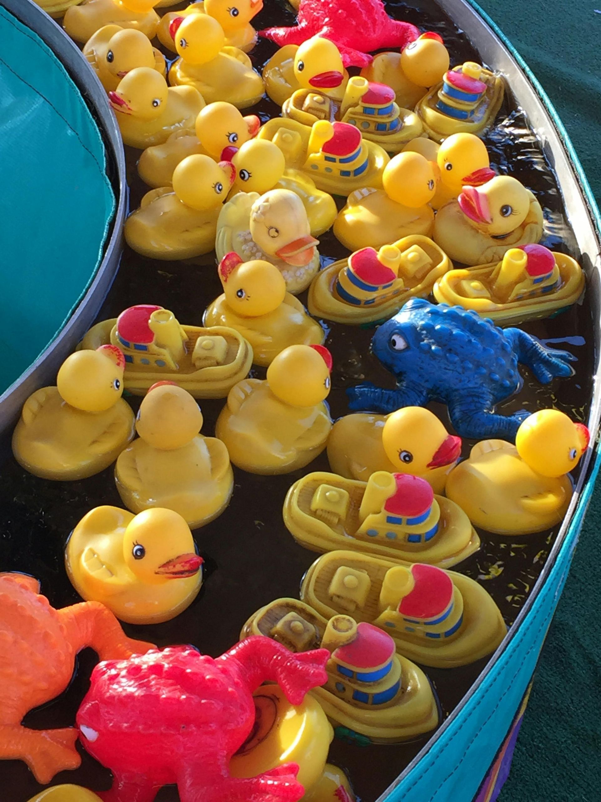 A bunch of rubber ducks are floating in the water