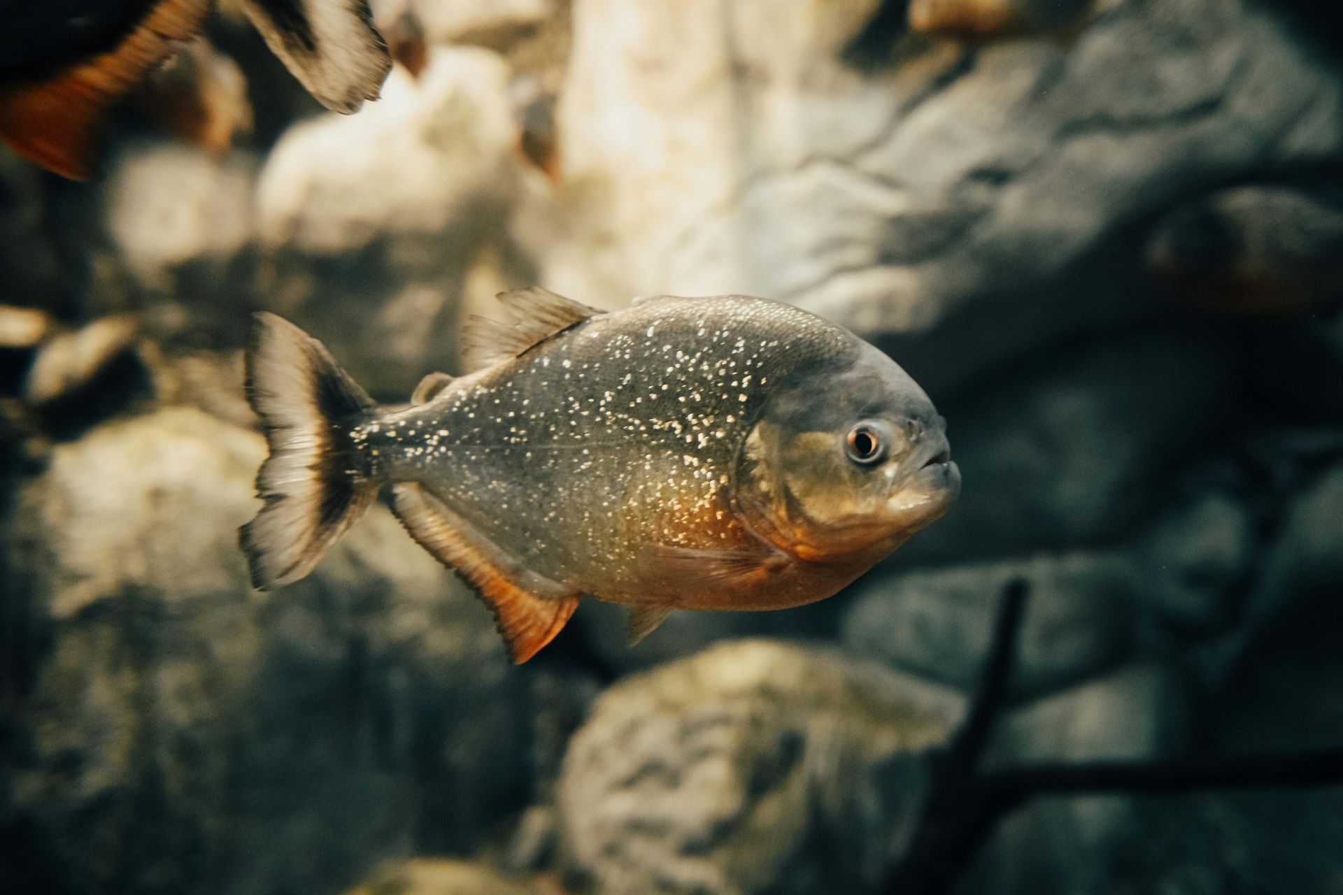 A piranha fish is swimming in the water near rocks.