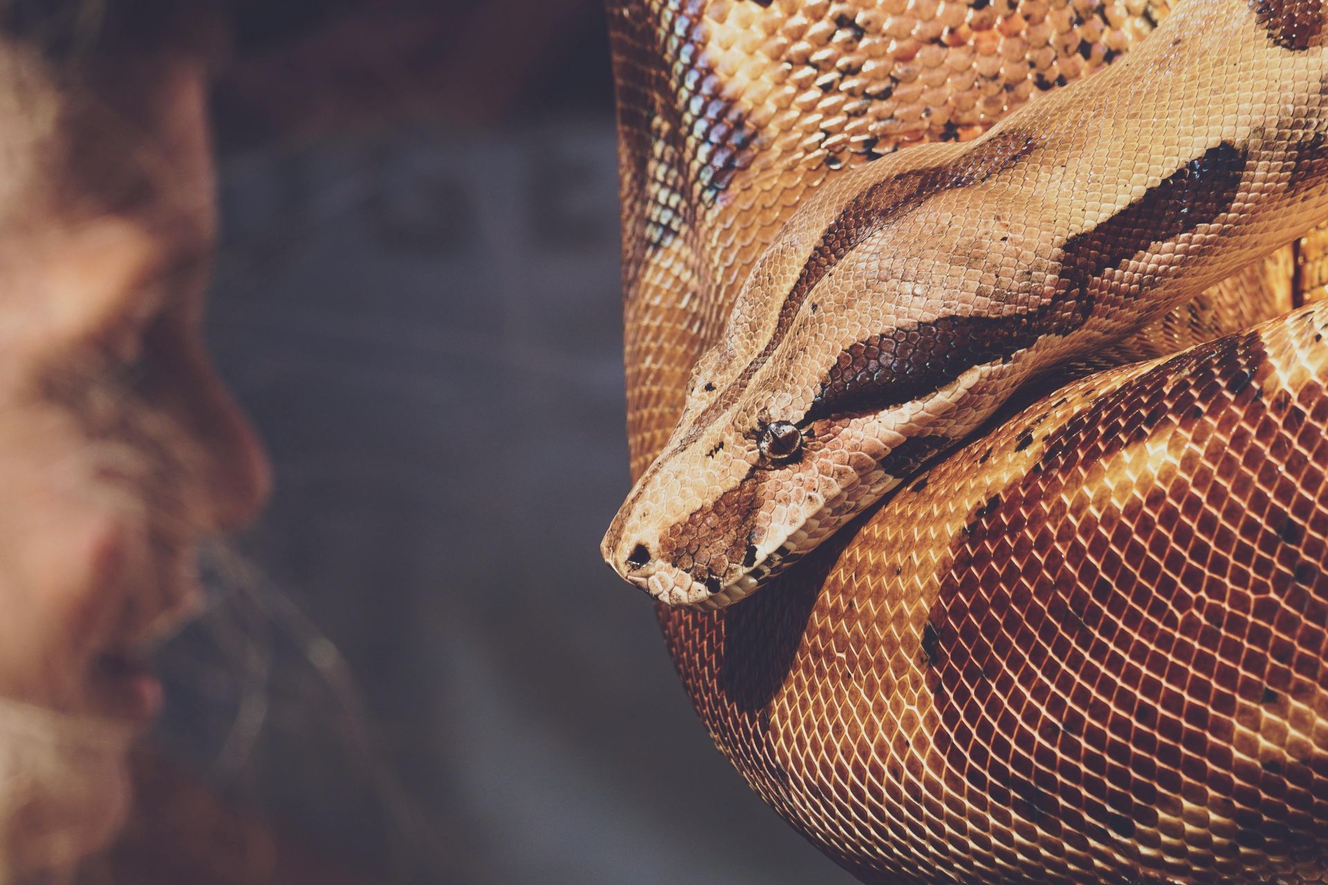 A close up of a snake with a person in the background