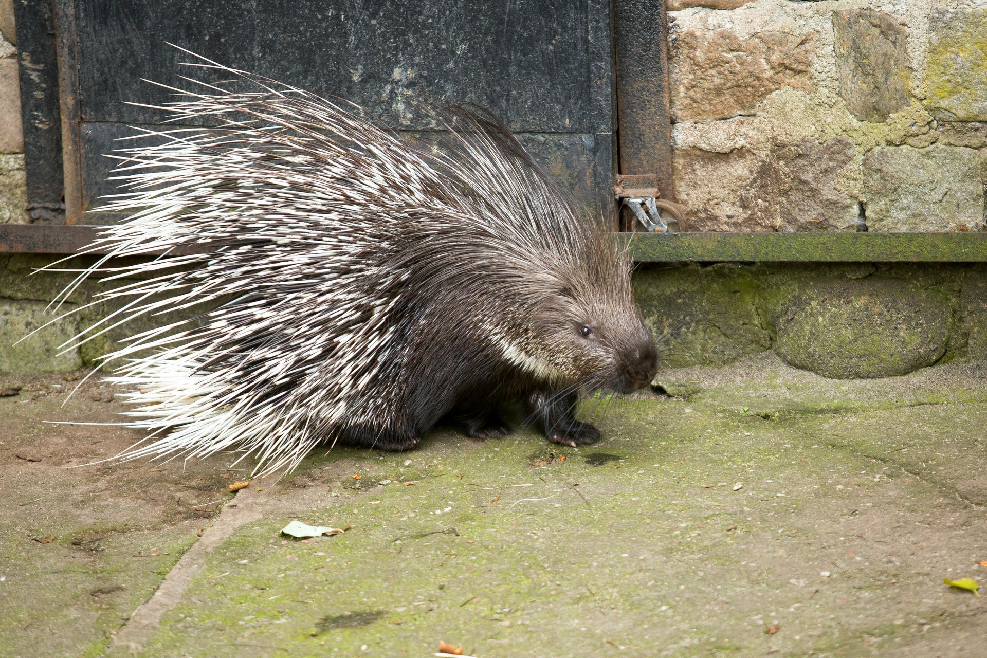 A porcupine with a lot of spikes on its back