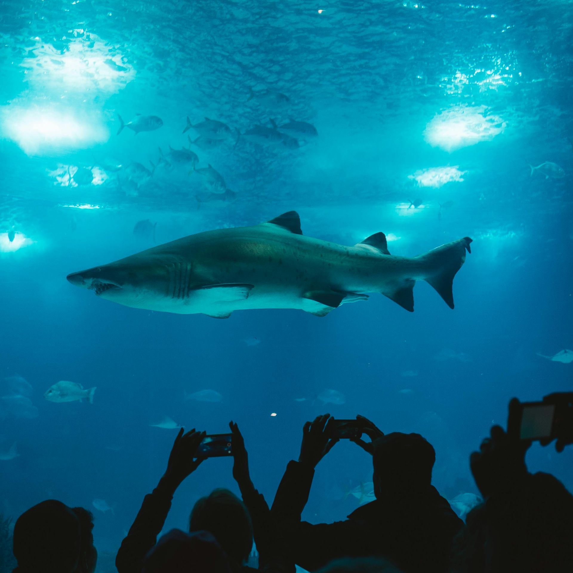 People are taking pictures of a shark in an aquarium