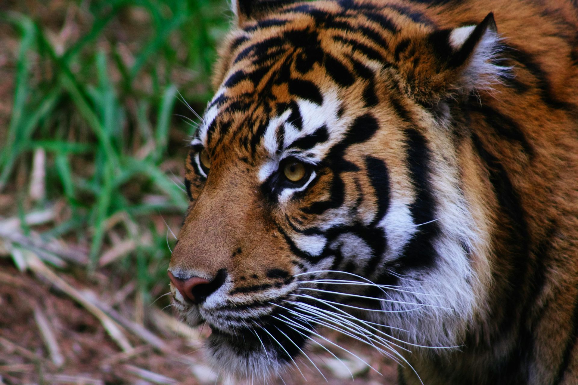 A close up of a tiger 's face looking at the camera