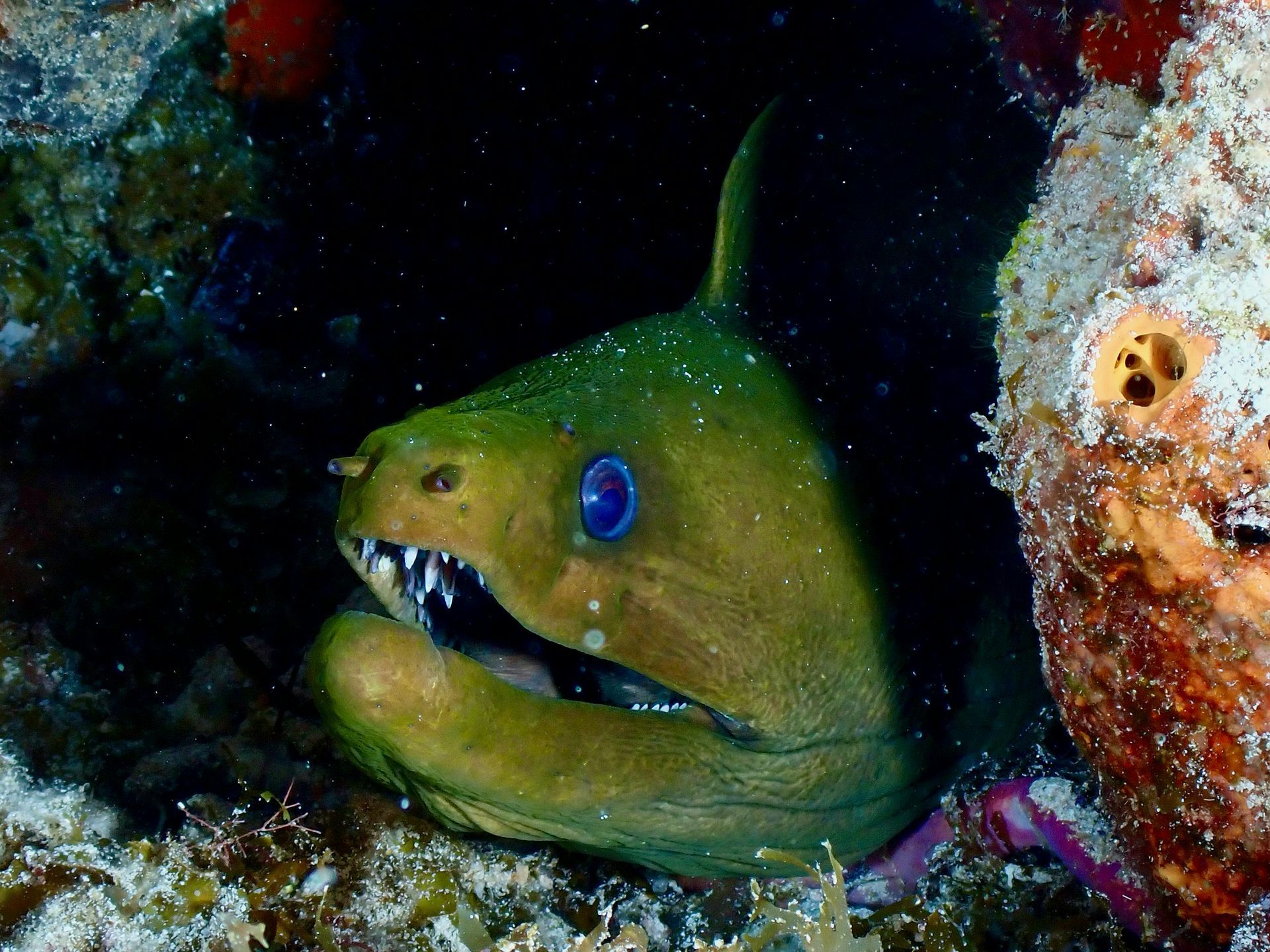 A green eel with blue eyes and sharp teeth