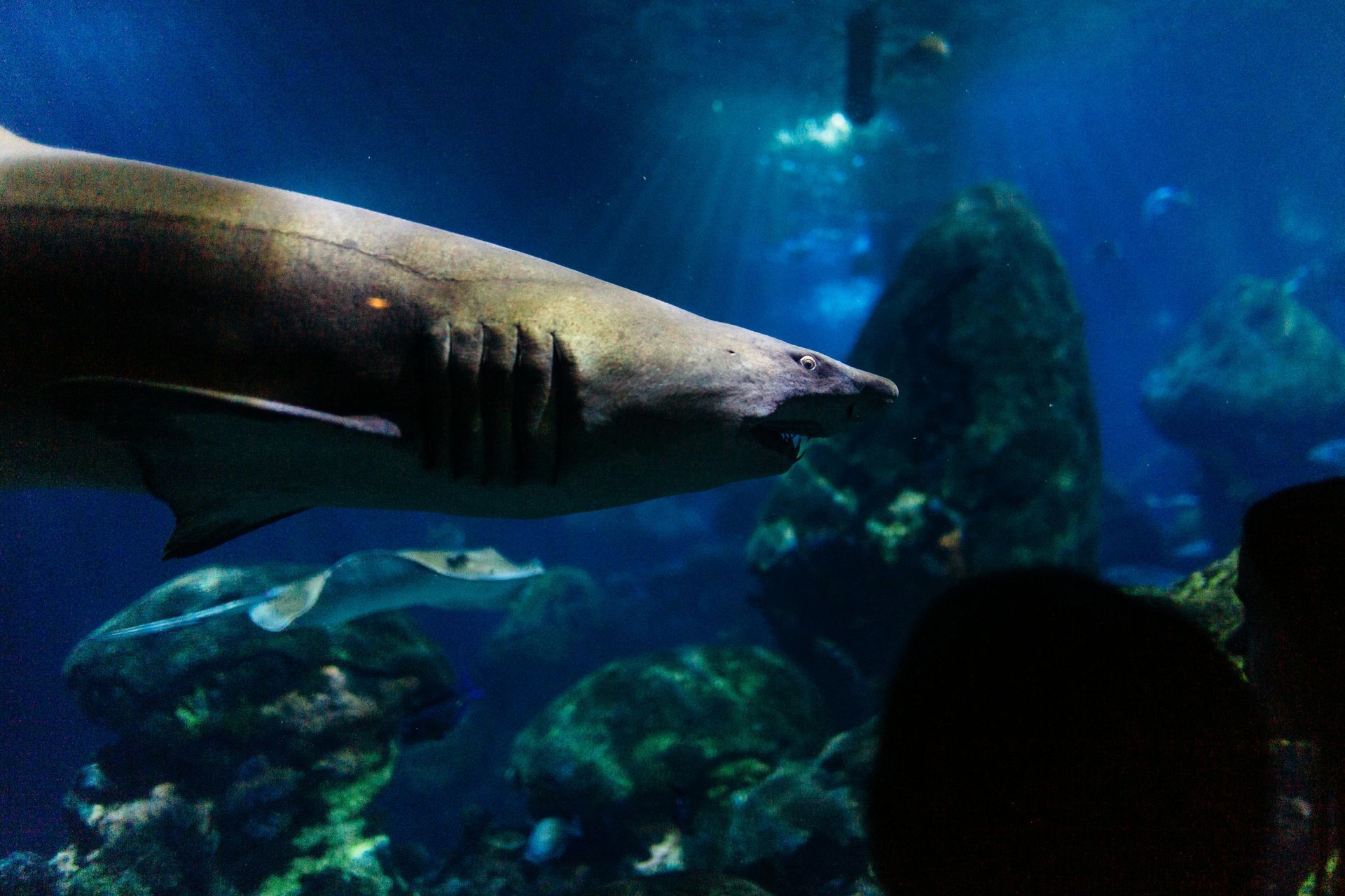 A large shark is swimming in a large aquarium