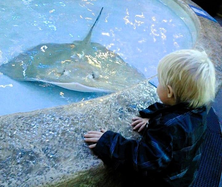 A little boy is looking at a stingray in a tank