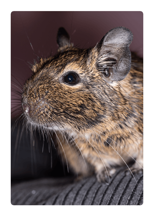 Little Cute Gray Mouse Degu Close-Up — Northern Brisbane, QLD — JHS