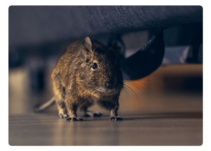 Rodent Degu Plays in Room — Northern Brisbane, QLD — JHS