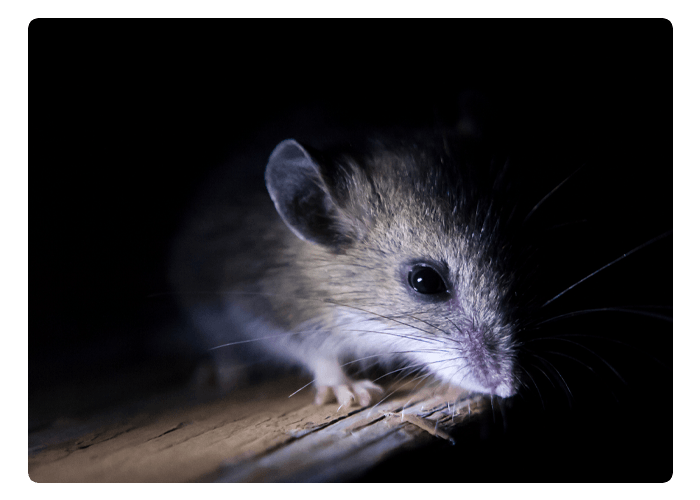 Mouse on Edge of Table in the Dark — Northern Brisbane, QLD — JHS