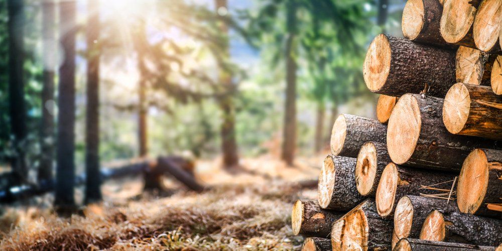 Un tas de bûches au milieu d'une forêt.