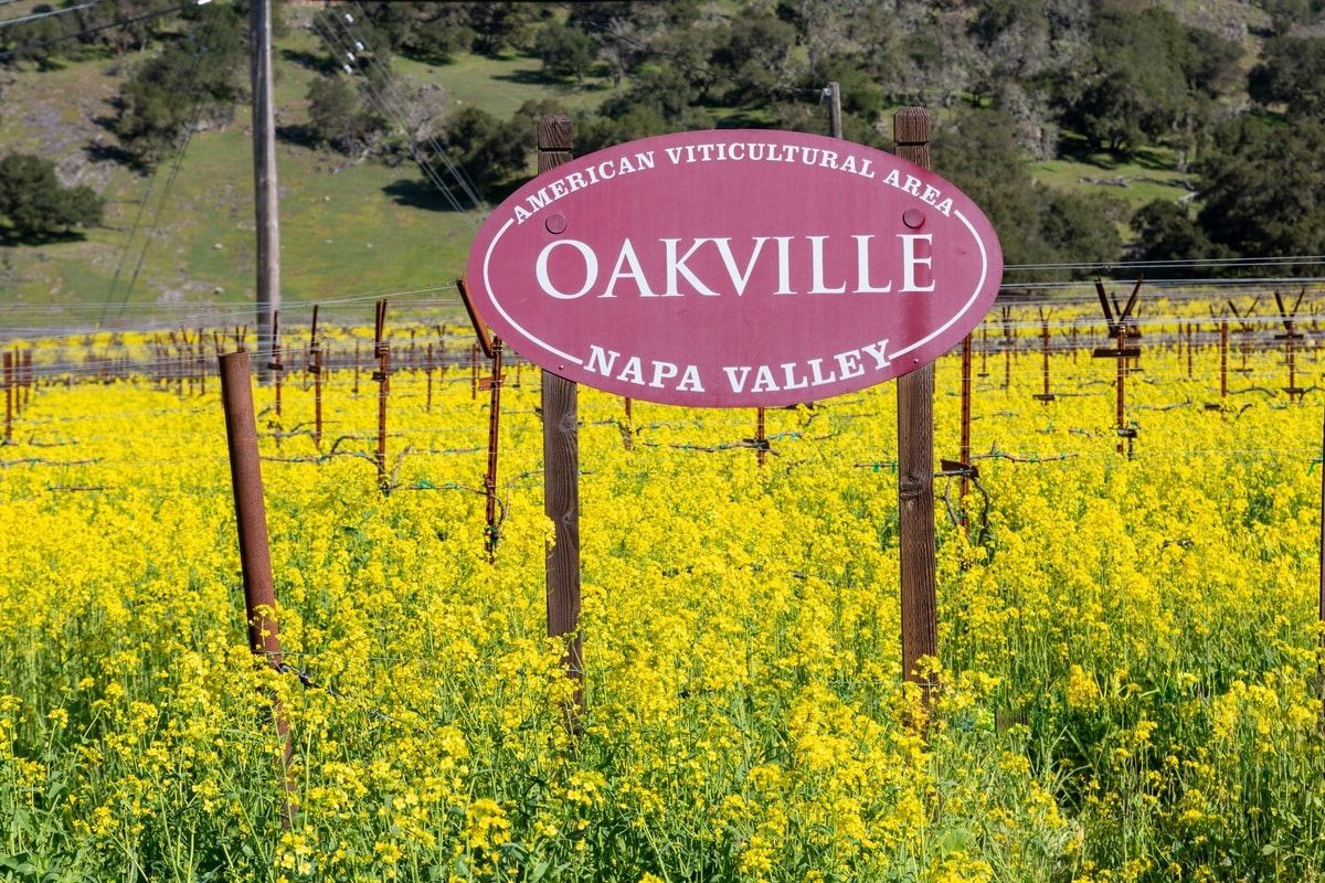 Oakville vineyard landscape in Napa Valley.