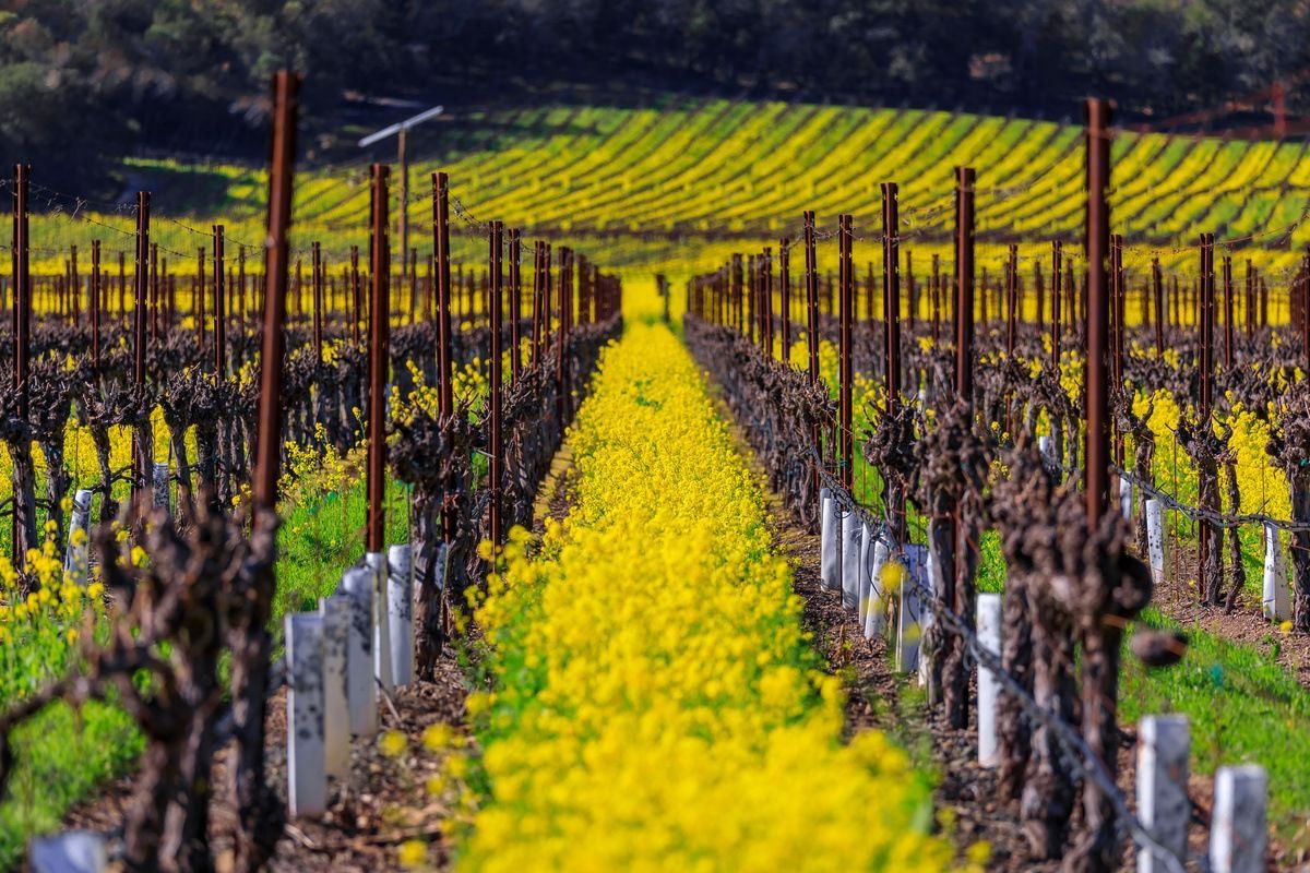 Vineyard rows in Oakville Napa Valley.