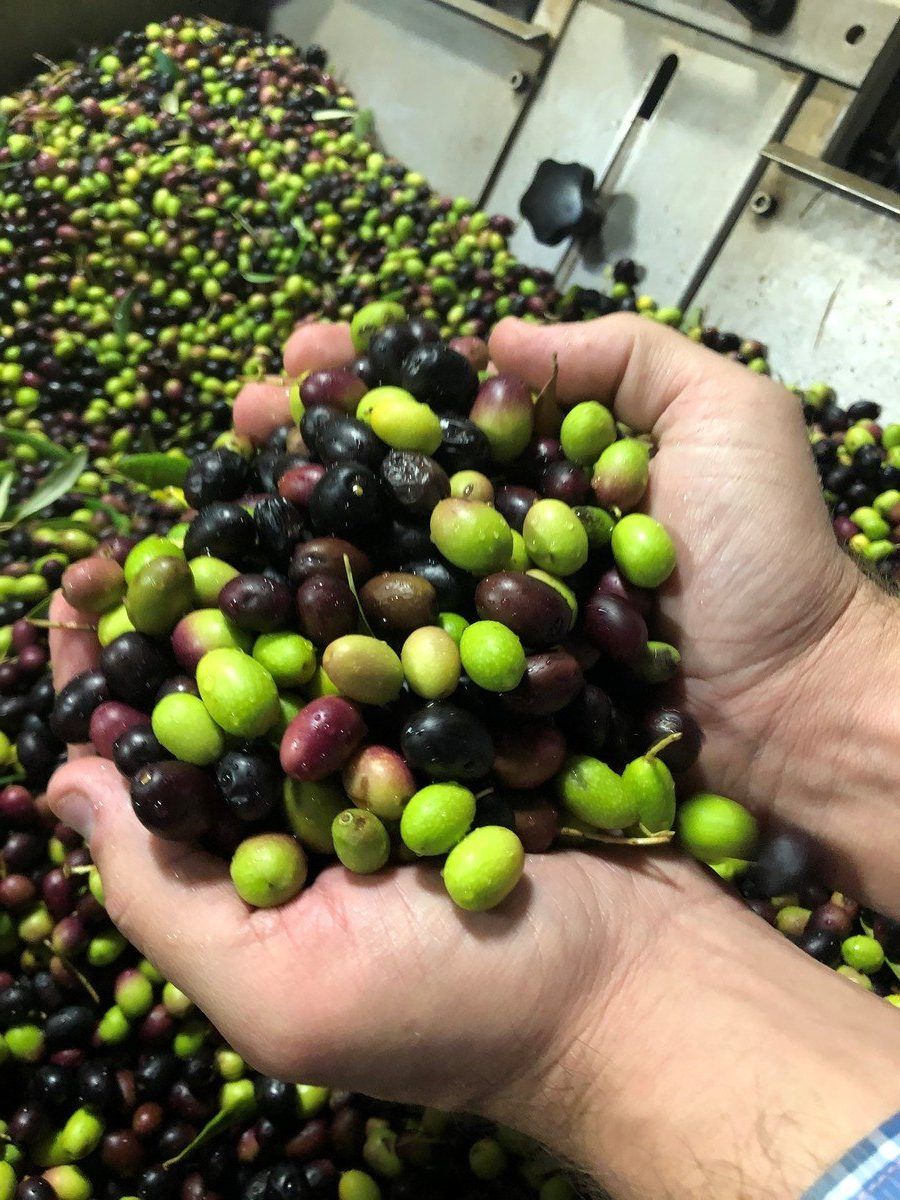 Hand holding freshly harvested olives.