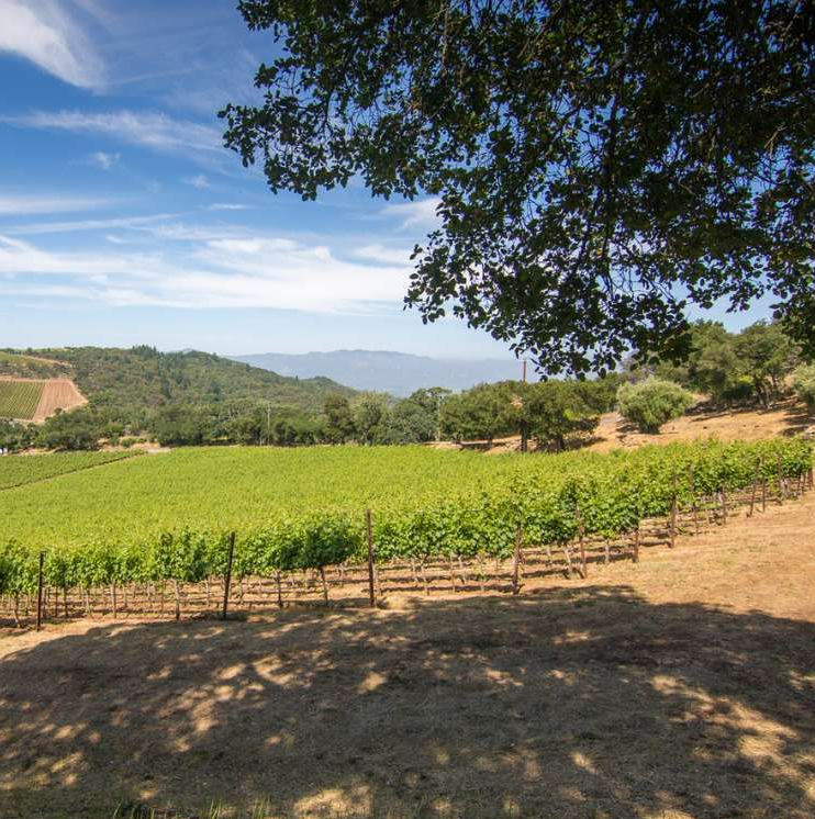 A sunlit vineyard stretches across a rolling hillside under a clear blue sky, viewed from beneath the shade of a tree.