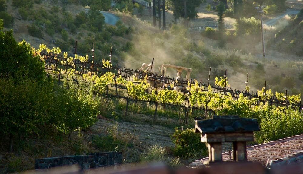 Vineyard on a hillside, illuminated by sunlight, with green vines and brown trellises.