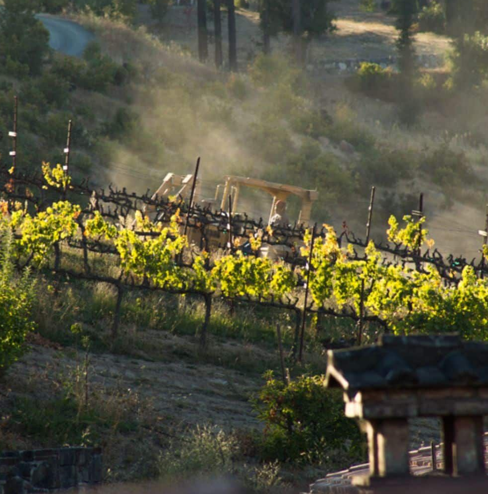 A tractor kicks up dust while moving between rows of vibrant green grapevines on a sunlit, hillside vineyard.