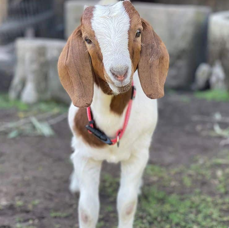 A brown and white goat wearing a red collar, stands on dirt.