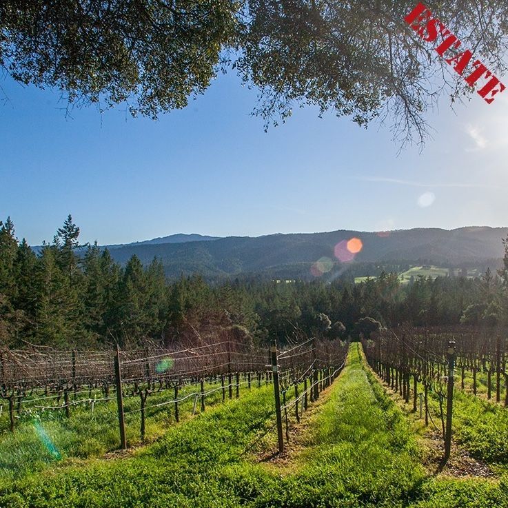 Vineyard rows stretch to distant hills under a sunny, blue sky.