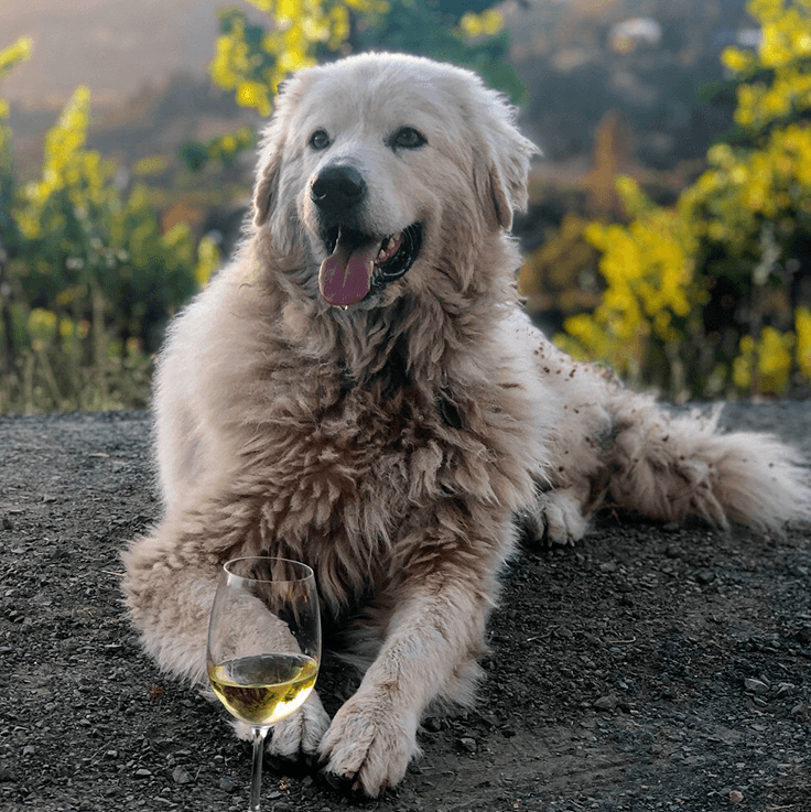 Large white dog rests with a wine glass on the ground outdoors, sunny setting.