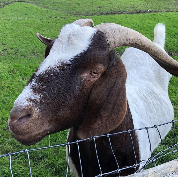 Brown and white goat with curved horns near a wire fence, green grass in background.