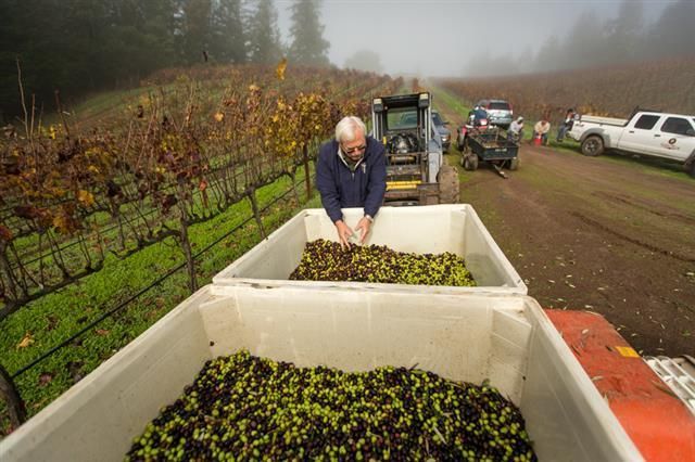 Man inspecting harvested grapes in containers in a vineyard.