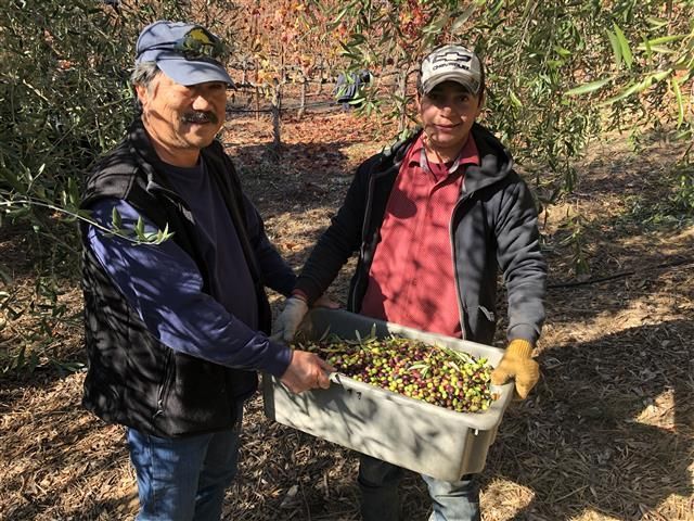 Two men carrying a bin of freshly harvested olives in an orchard.