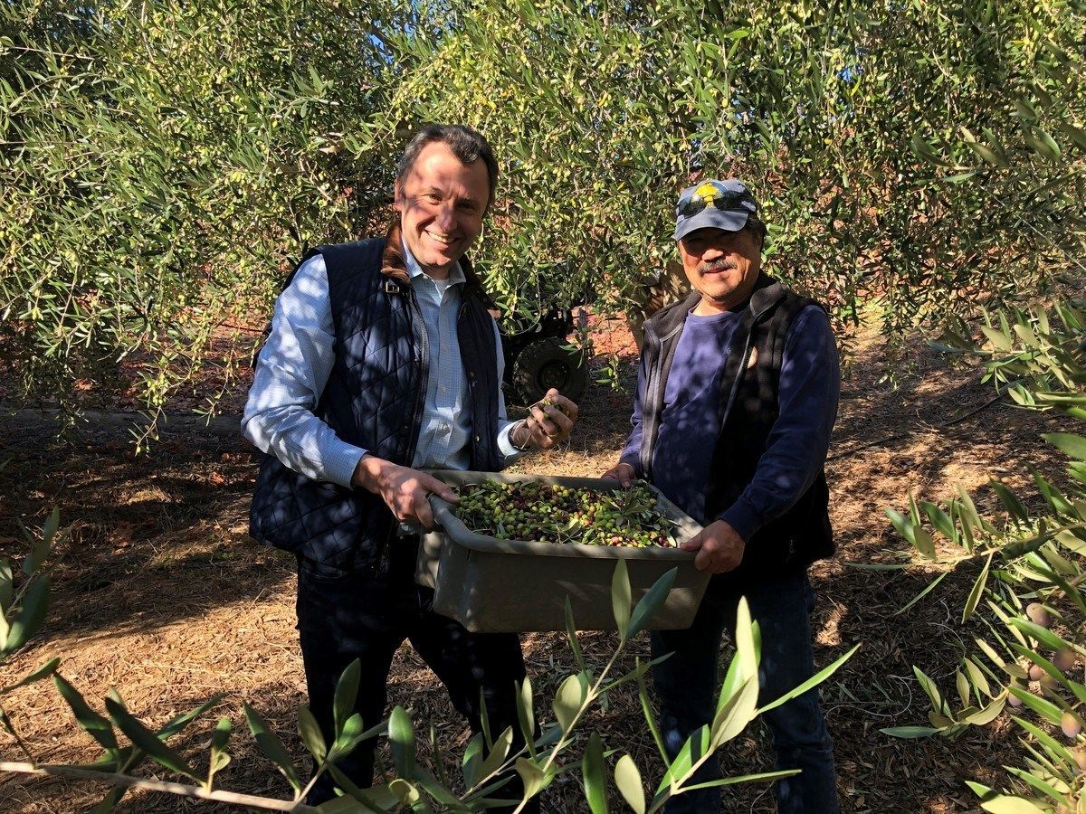 Two men harvesting olives in an orchard on a sunny day.