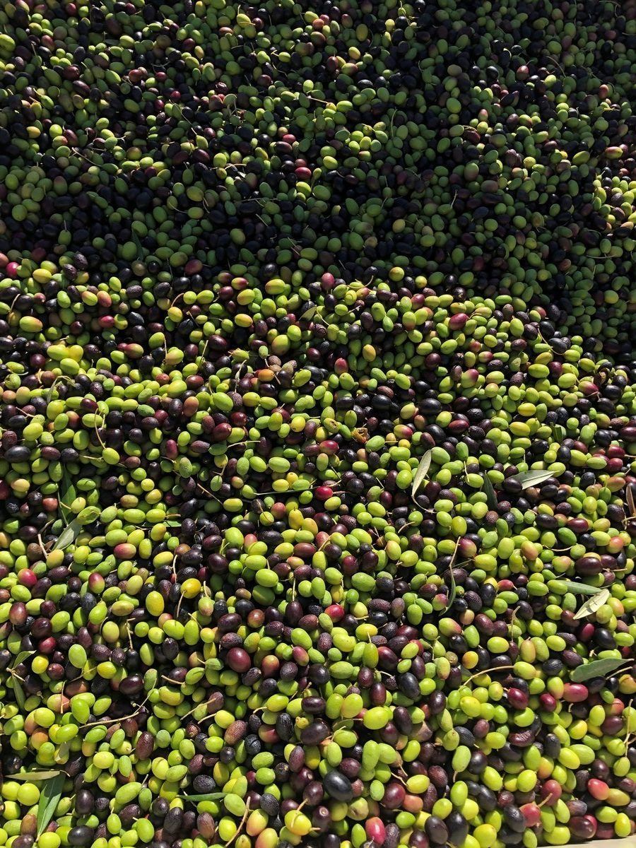 Pile of freshly harvested olives.