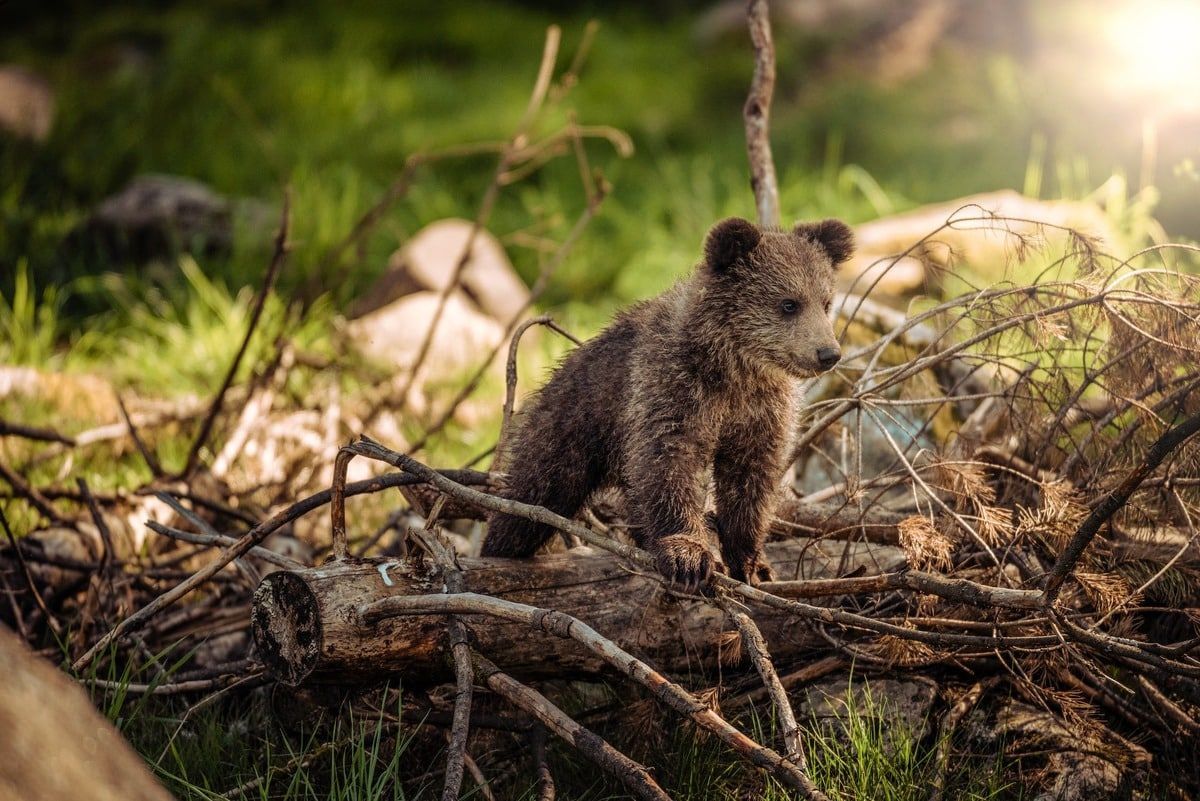 Bear in forest wilderness