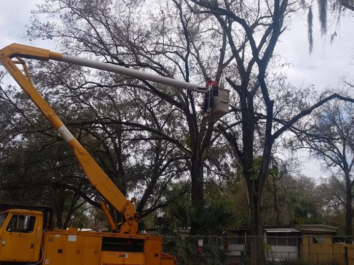A worker in a bucket truck trims a tall tree; yellow truck, gray branches, overcast day.