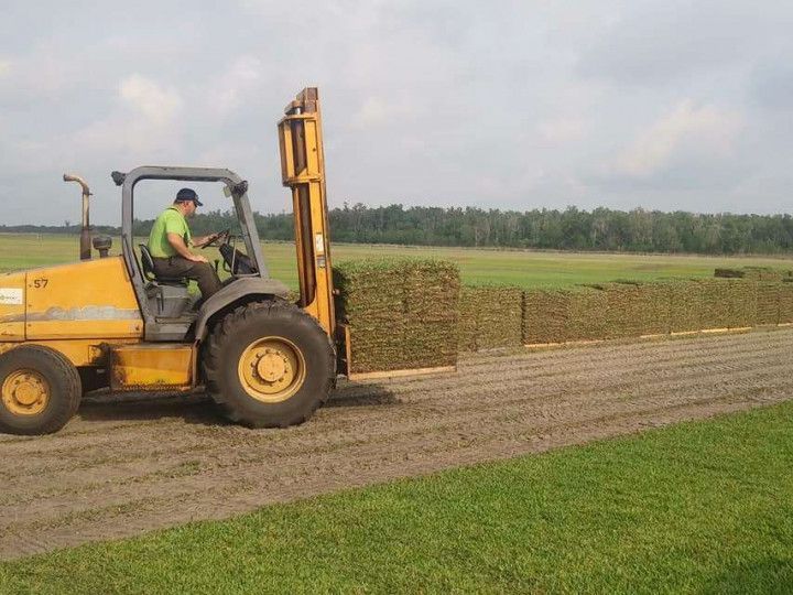 Forklift operator stacking sod in a field. Yellow forklift, green grass, blue sky.