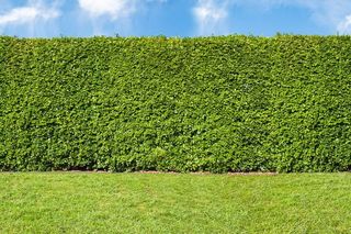 hedge after trimming
