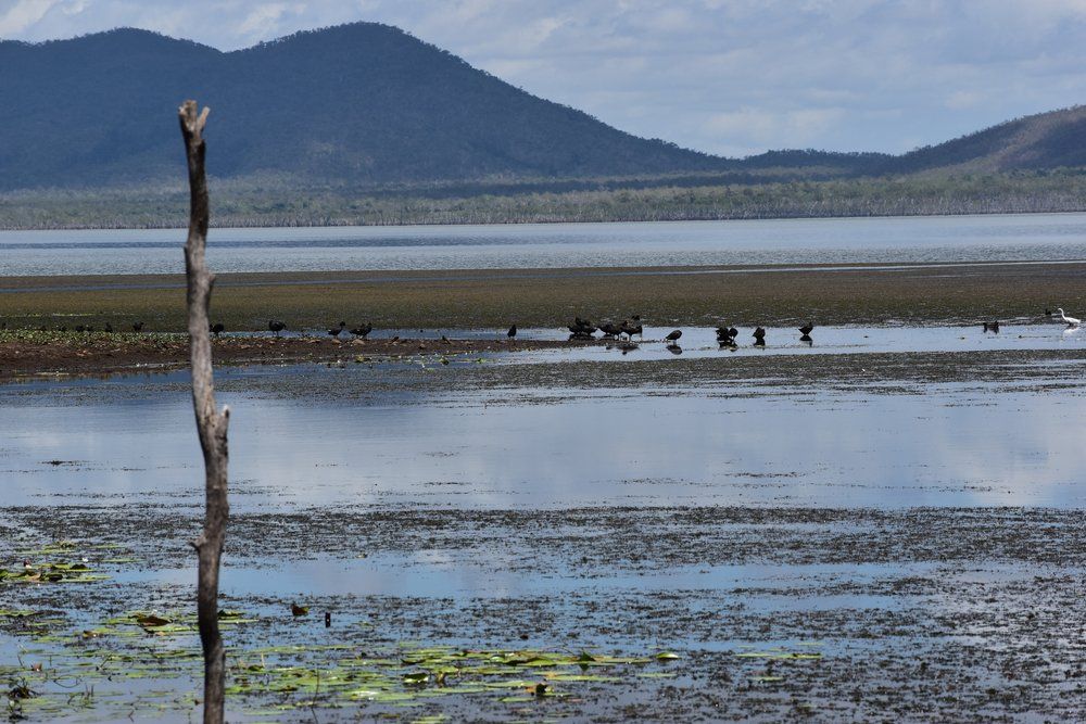 Birds On Peter Faust Dam — Roofing Services in Proserpine, QLD