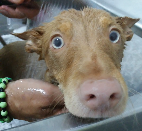 Cane carino nella vasca da bagno a Bari