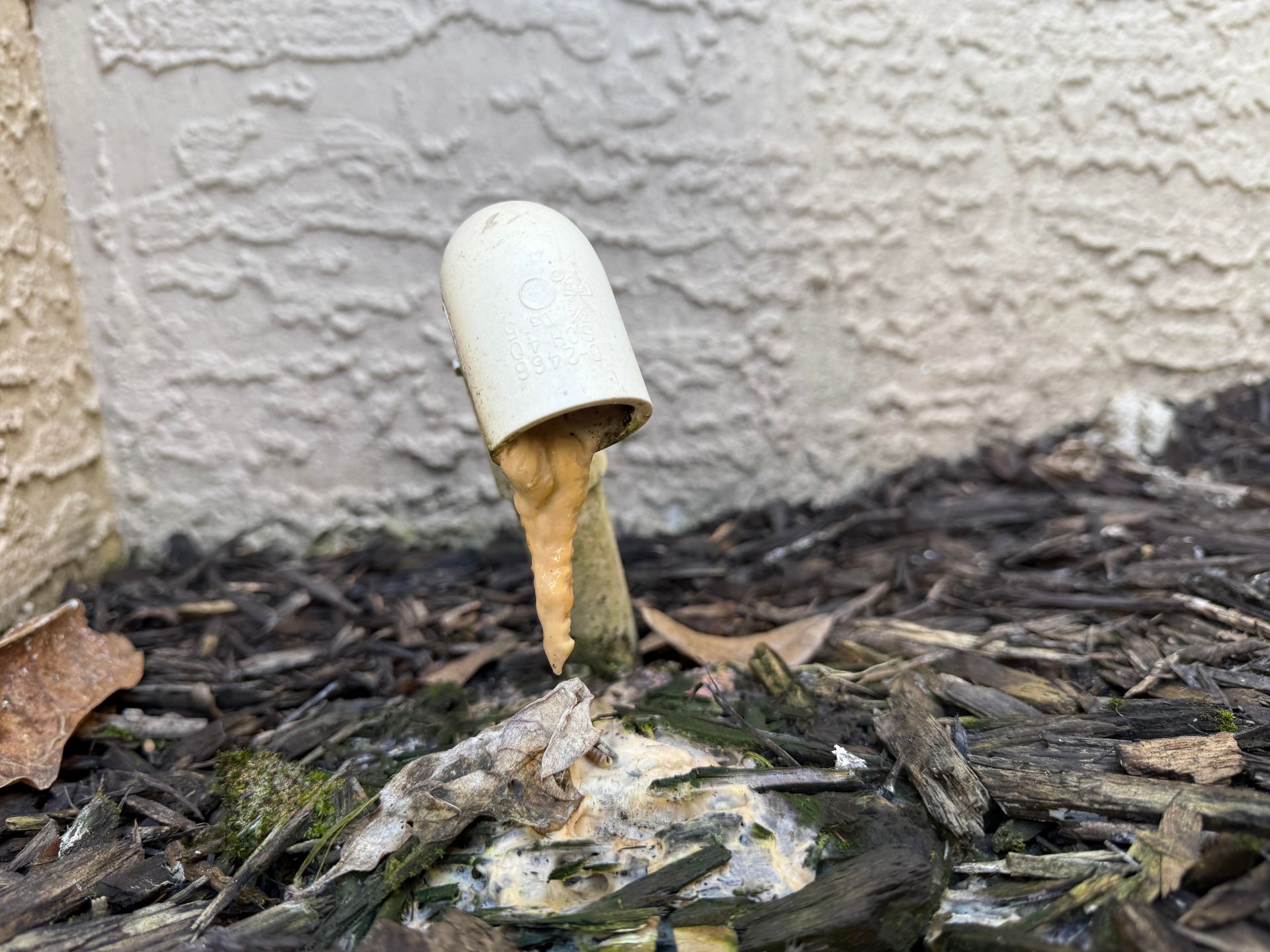 White mushroom pushing up through mulch beside a stucco wall