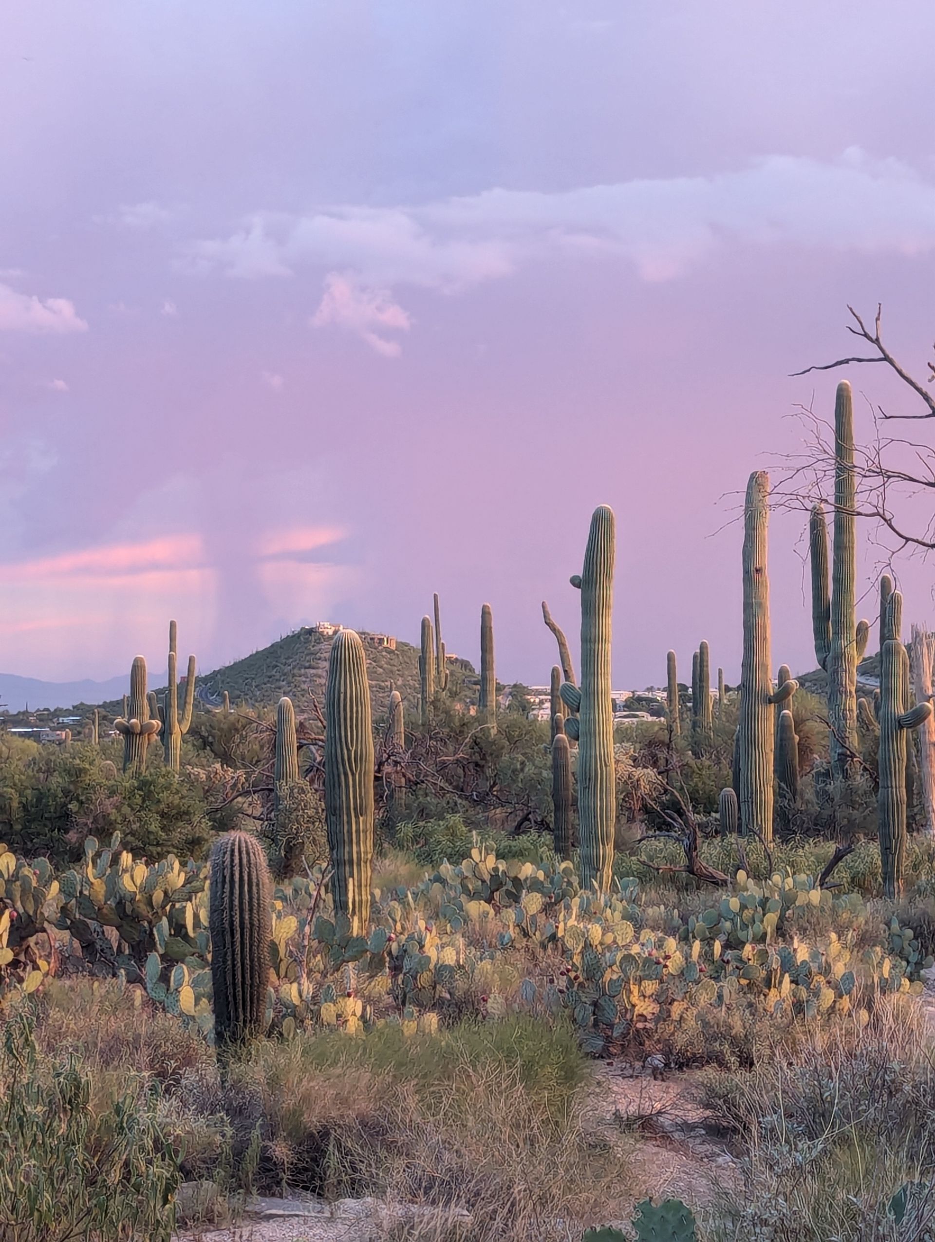 sabino canyon at sunset