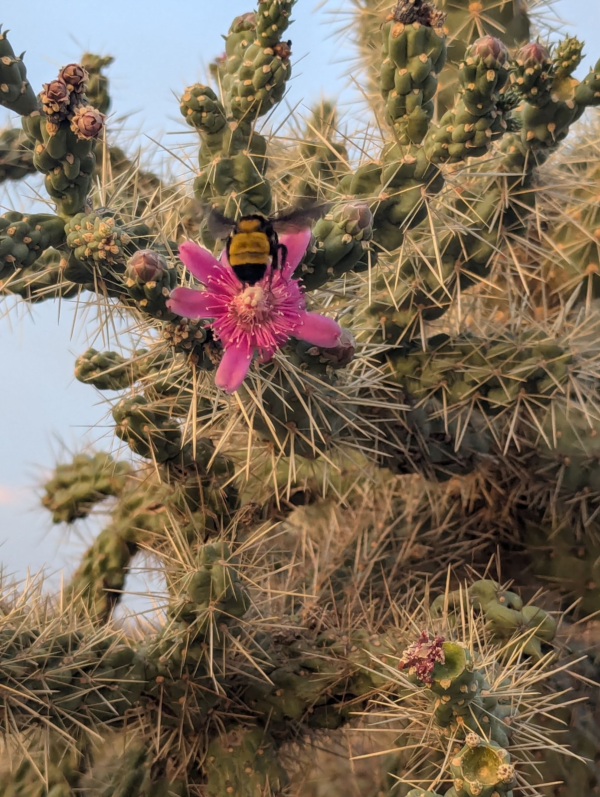 sabino canyon tucson