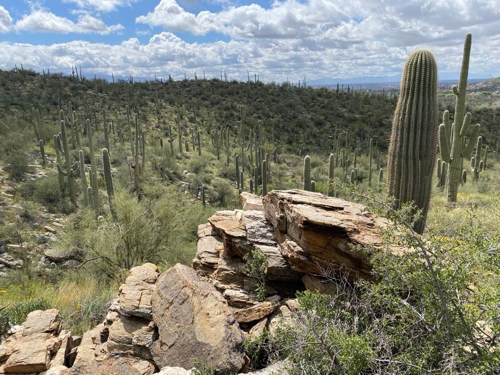 sabino canyon tucson