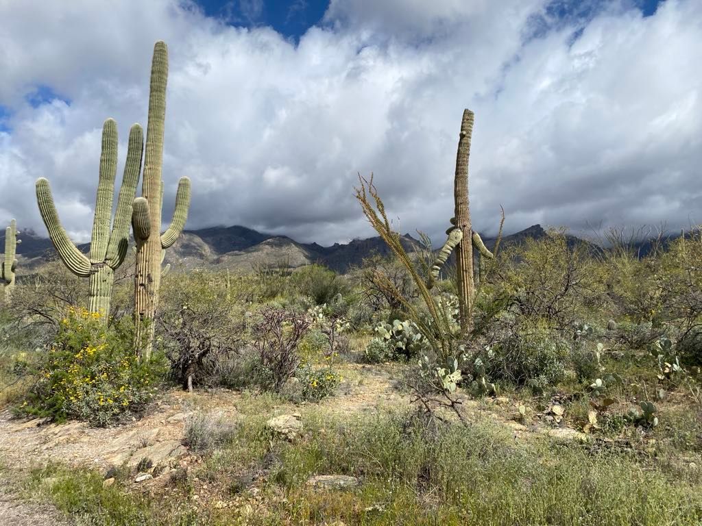 sabino canyon tucson