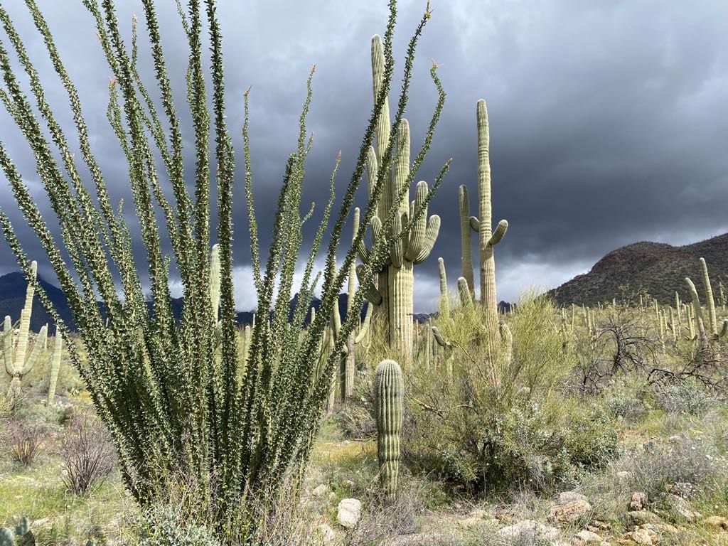 sabino canyon tucson