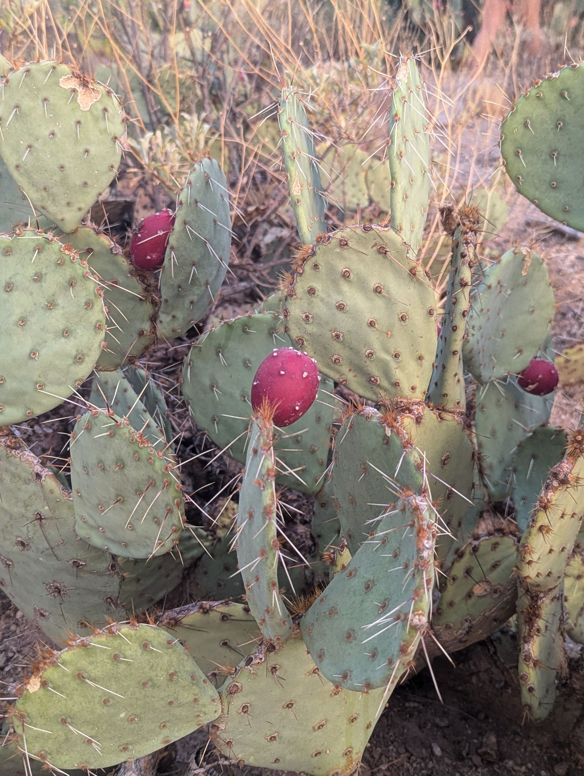 cactus
sabino canyon tucson