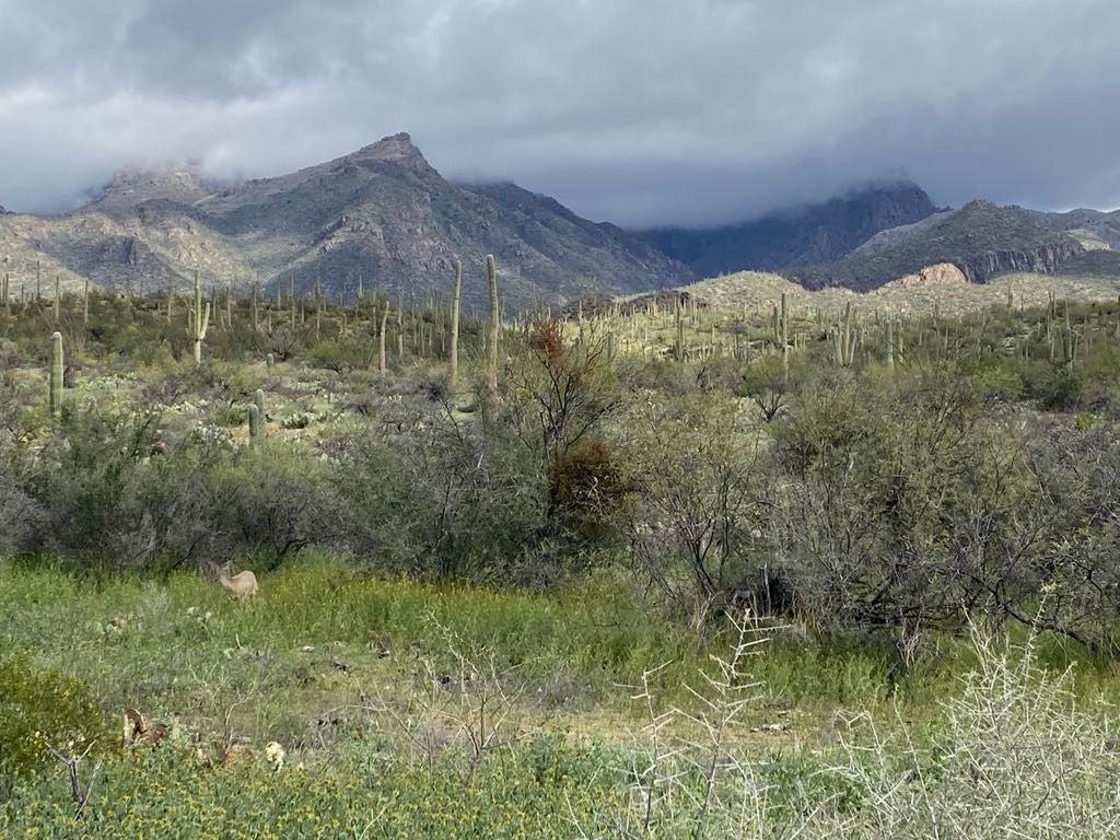 sabino canyon tucson