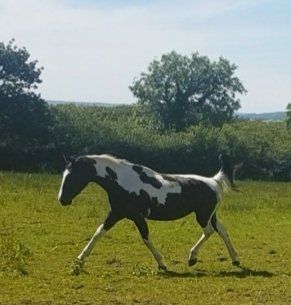 Riding school & livery | Pembrey Equestrian Centre