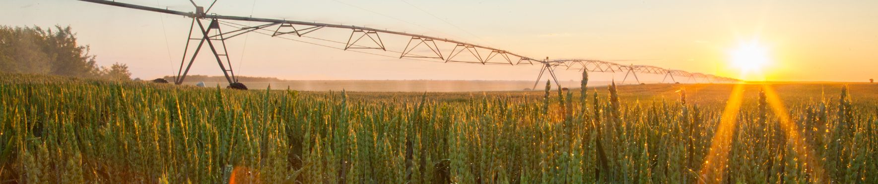 the sun is setting behind a irrigation system in a field of wheat .