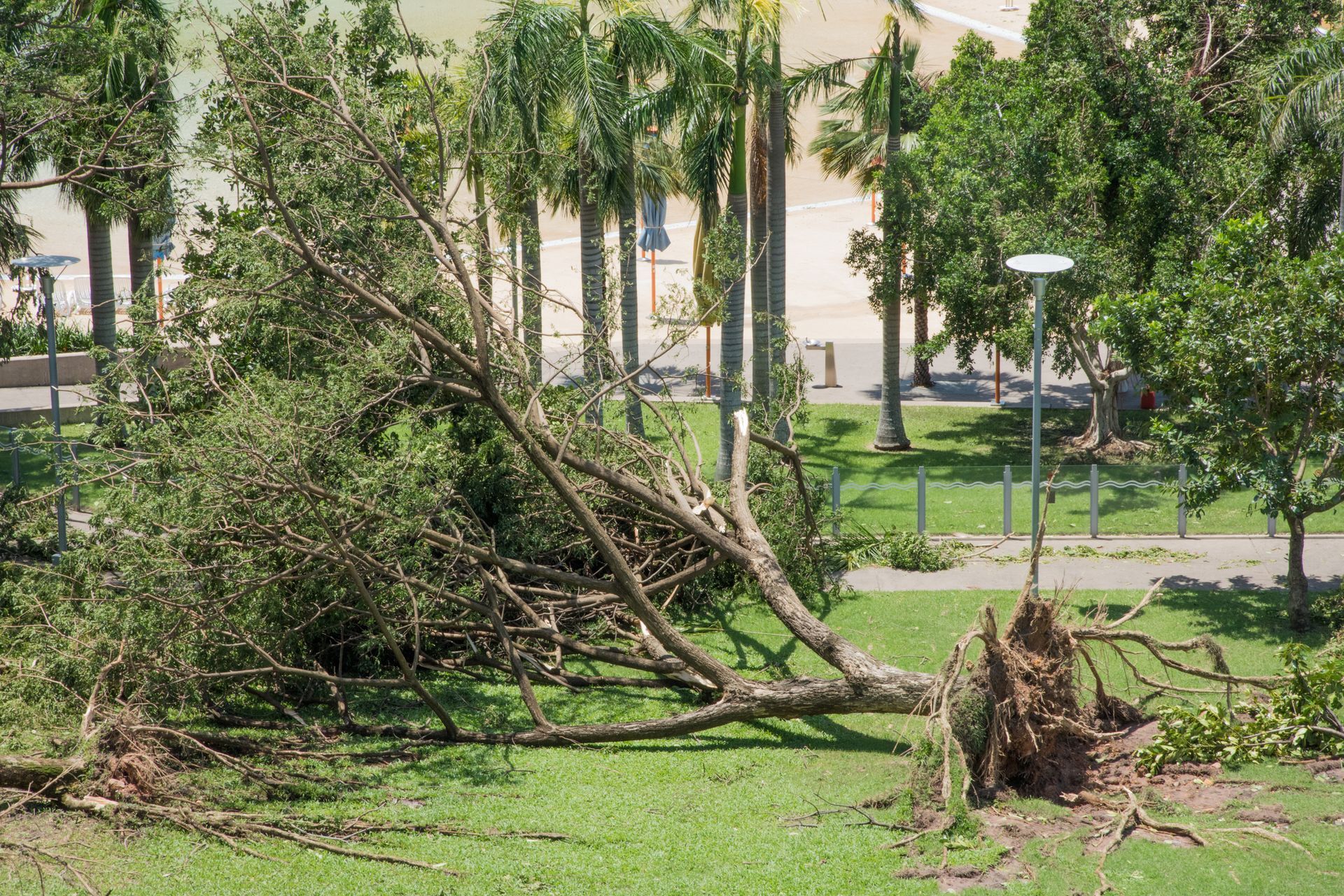 A tree that has fallen in the grass in a park.